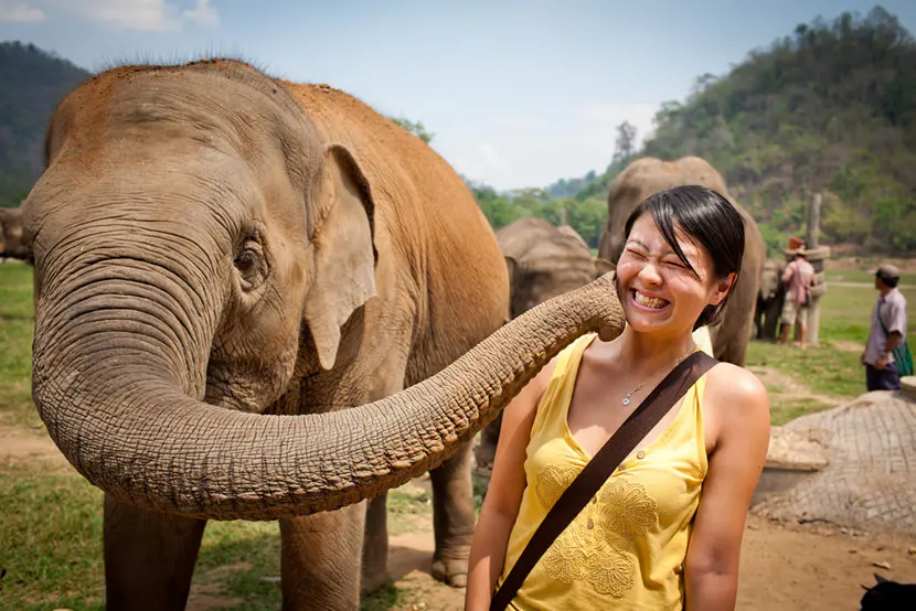 Rencontre avec un éléphant au sanctuaire